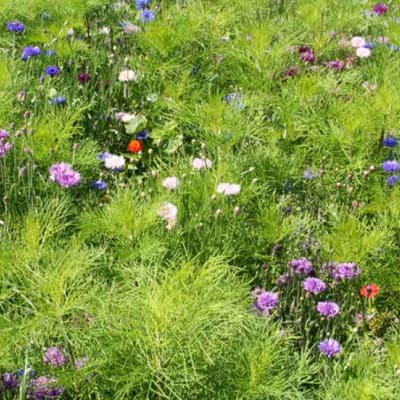 JACHERE LONGUE FLORAISON - Image 2