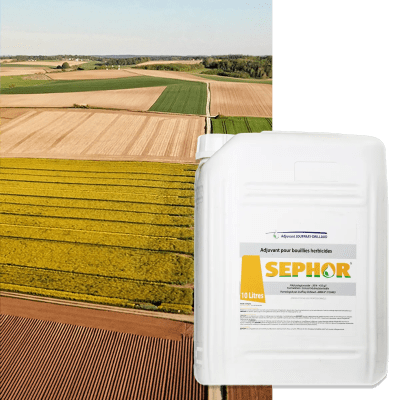 SEPHOR - Image 1