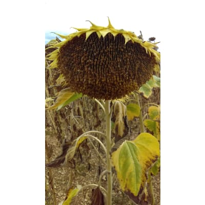 MAS808OL - Image 2