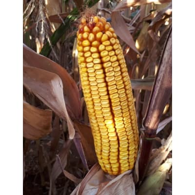 MAS371D BIO - Image 2