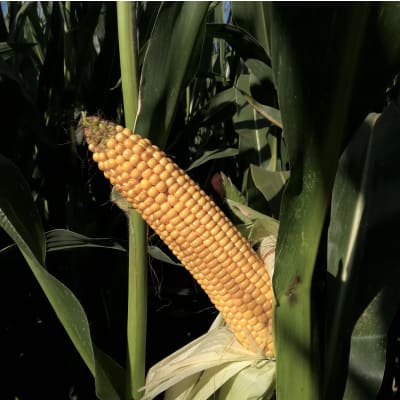 DM2522 - Image 3