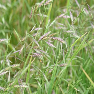 BARUZZO - Image 1