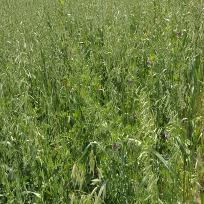 AGRO'MIX RGH PLUS PP - Image 1