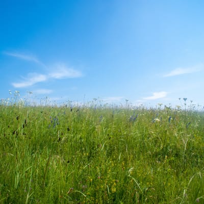 MELANGE ALLIANCE LD - Image 1