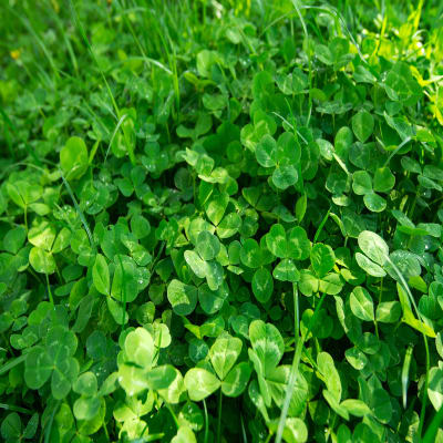 TREFLE SQUARROSUM SC BIO - Image 1