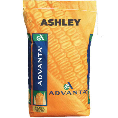 ASHLEY - Image 1