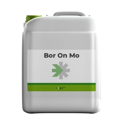 BOR ON MO - Image 1