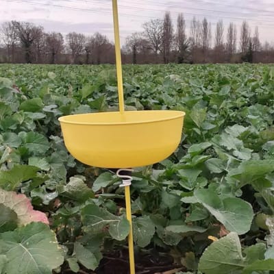 CUVETTE JAUNE ALTISE + PIQUET 150CM - Image 1
