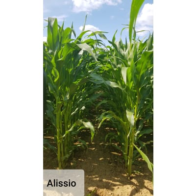 ALISSIO - Image 1