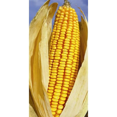 REBANO BIO - Image 2