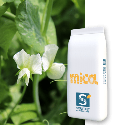 MICA METEIL HIVER - Image 1