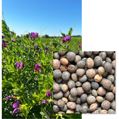 CALI BIO - Image 1