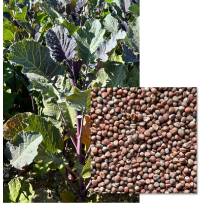 PURPLEFIRE - Image 1