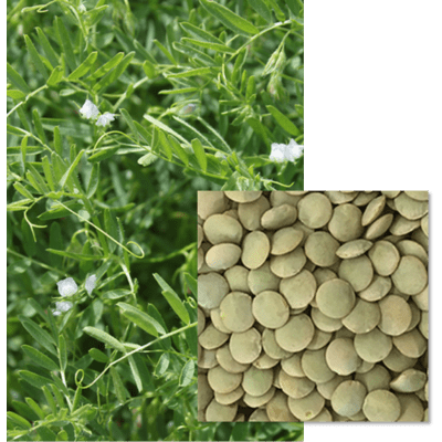 GREENSTAR - Image 1