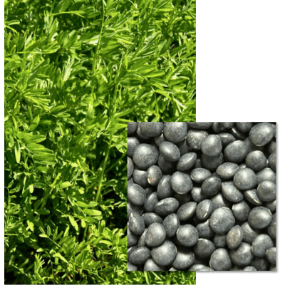Lentille Noire - Image 1
