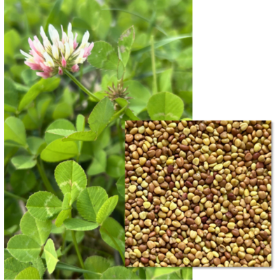 DYNAMIK PACK - Image 1