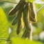 ABACA - Image 1