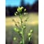 CAMELINE BIO - Image 1