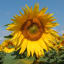 FLORASUN - Image 1