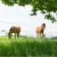 Câble lisse galva - Clôture spécial chevaux - Image 1