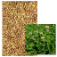 Tréfle Blanc Géant - Image 1