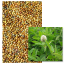 TREFLE SQUARROSUM - Image 1