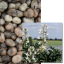 NEBRASKA BIO - Image 1
