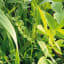 CHLOROFILTRE SOLEG B BIO - Image 2