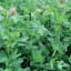 LESTRIS - Image 2