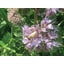 MAS4 EXPERT BEE LD - Image 2
