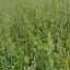 AGRO'MIX RGH PLUS PP - Image 1