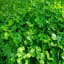 TREFLE SQUARROSUM SC BIO - Image 1