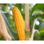 PRIMINO BIO - Image 1