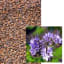 PHACELIE BIO - Image 1