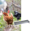 MANGEOIR LINEAIRE POULE GRILLE - Image 1