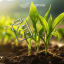 INTENTION DE PROD WAXY 26 - IRRIGUE - Image 1