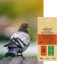 BEAUREGARD PIGEON - Image 1