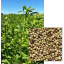 BIO - Image 1