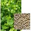 ETAMINE BIO - Image 1