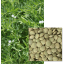 GREENSTAR - Image 1