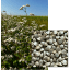 LA HARPE - Image 1