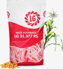 LG 31.377 RS