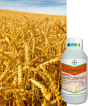 ATTRIBUT