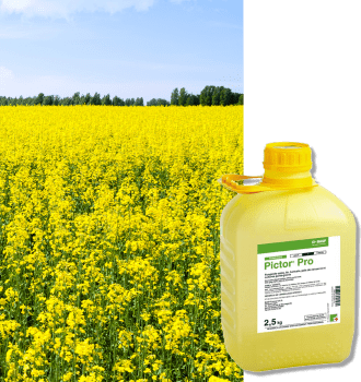 PICTOR PRO