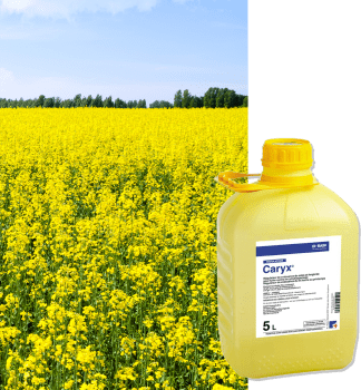 CARYX