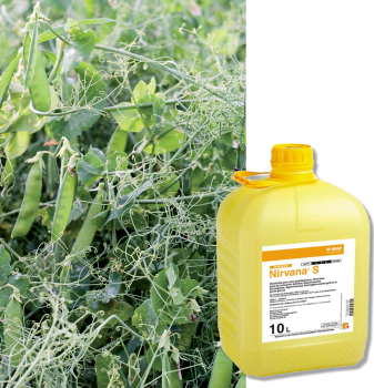 NIRVANA S