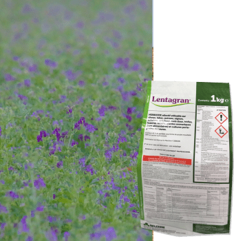 LENTAGRAN