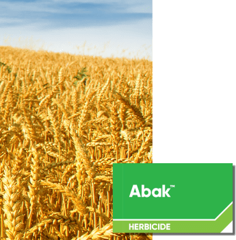 ABAK