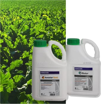 AMISTAR GOLD + RIVIOR