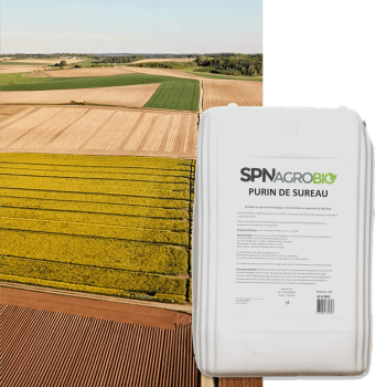PURIN DE SUREAU